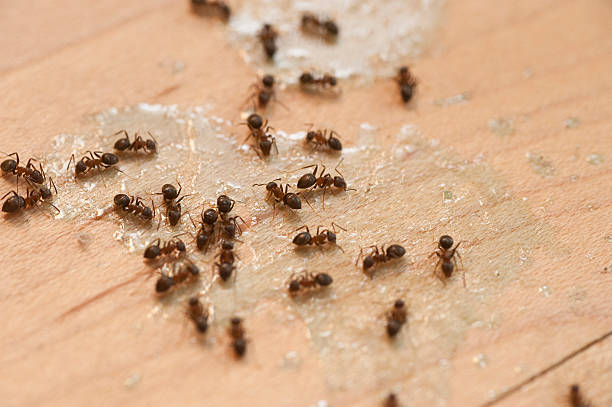 Trusted Munfordville, KY Pest Control Experts