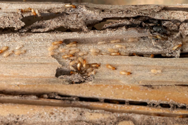 Best Ant Control Services  in Munfordville, KY